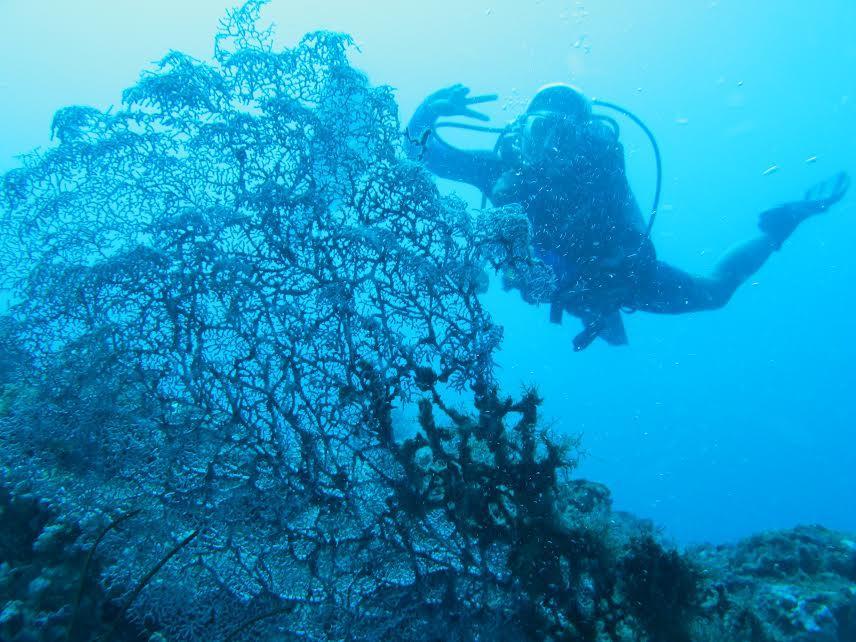 Anilao Scuba Dive Center Hotel Batangas Bagian luar foto
