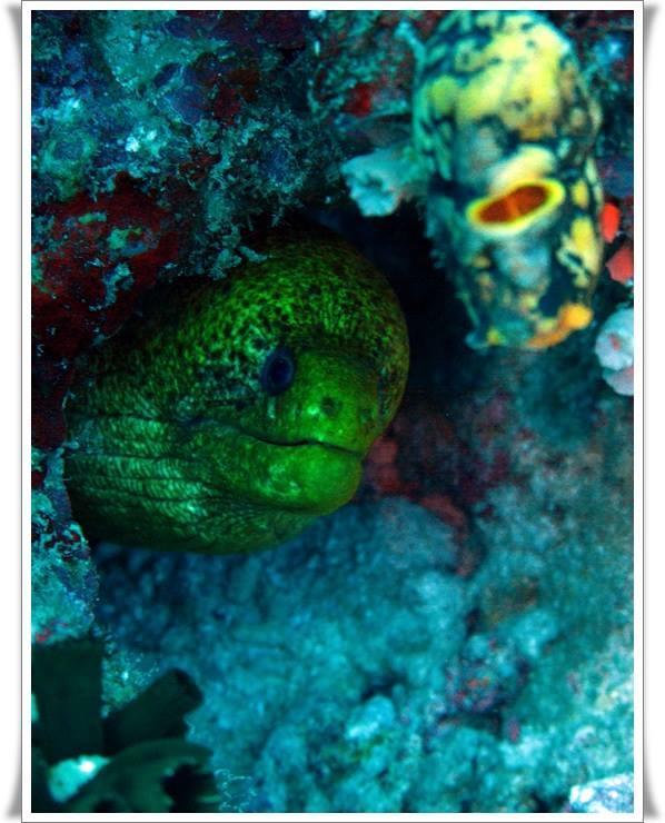 Anilao Scuba Dive Center Hotel Batangas Bagian luar foto