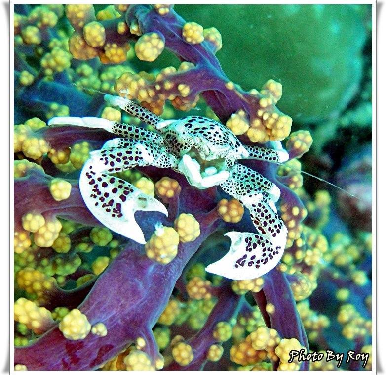 Anilao Scuba Dive Center Hotel Batangas Bagian luar foto
