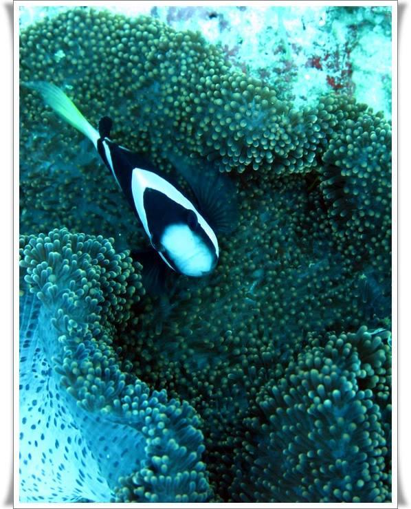 Anilao Scuba Dive Center Hotel Batangas Bagian luar foto