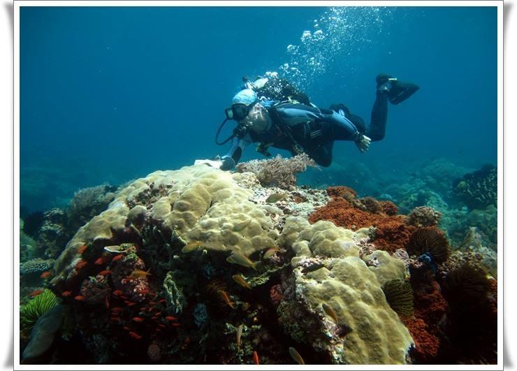 Anilao Scuba Dive Center Hotel Batangas Bagian luar foto