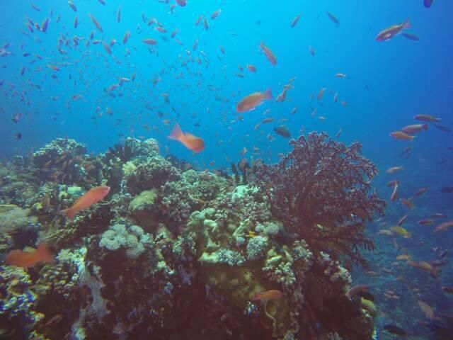 Anilao Scuba Dive Center Hotel Batangas Bagian luar foto
