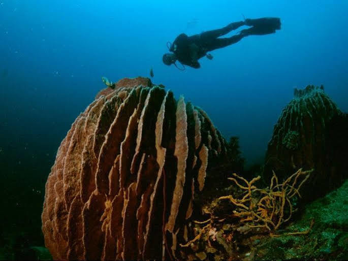 Anilao Scuba Dive Center Hotel Batangas Bagian luar foto